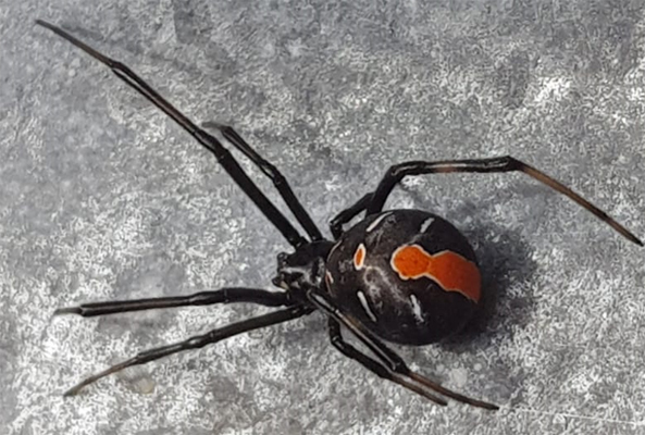 Clinical Practice Guidelines : Spider Bite – Redback Spider